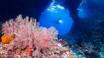 Tauchen in / Diving in Raja Ampat / West Papua /Indonesia / Indonesien / Indonesia