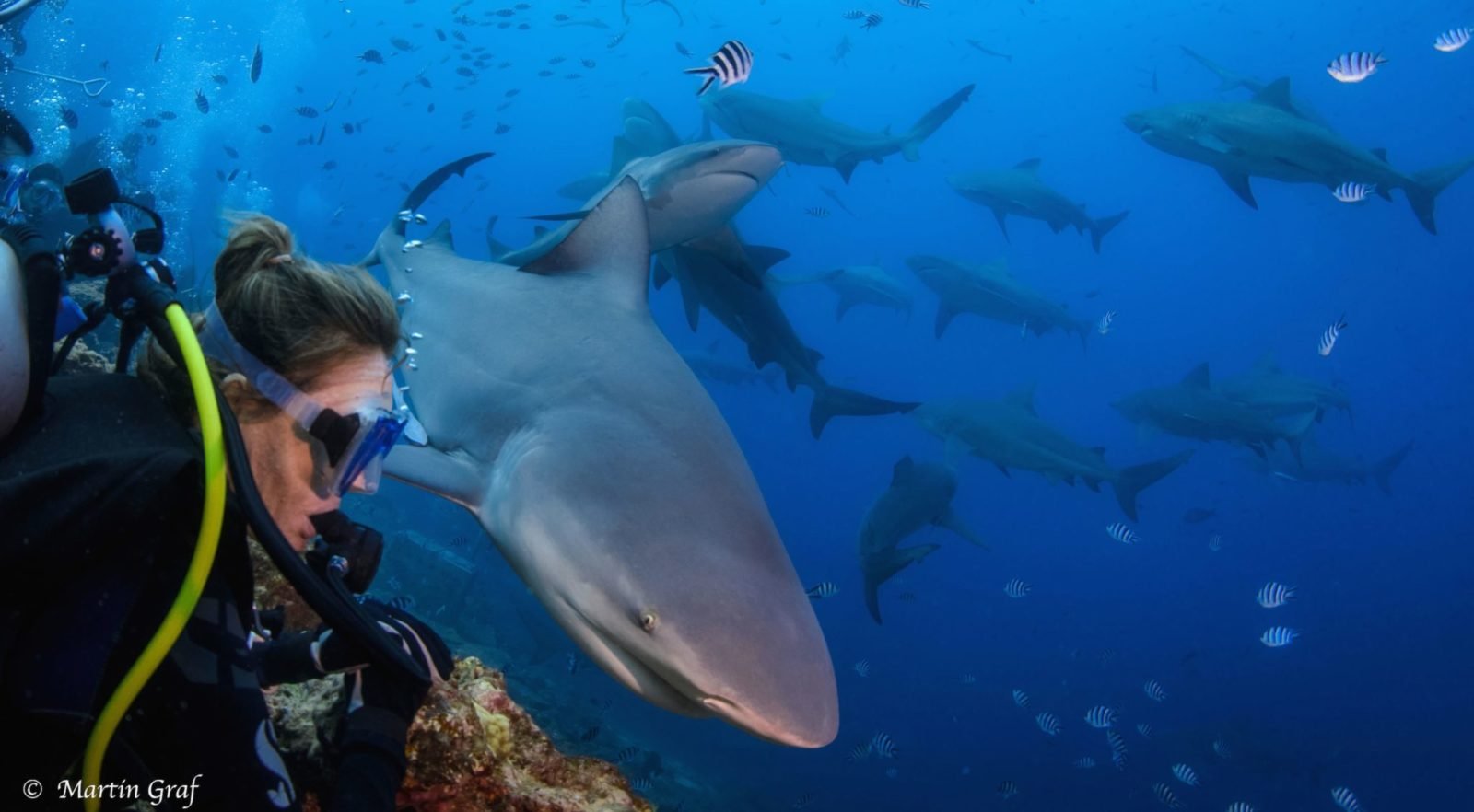 Fiji – Beqa Adventure Divers