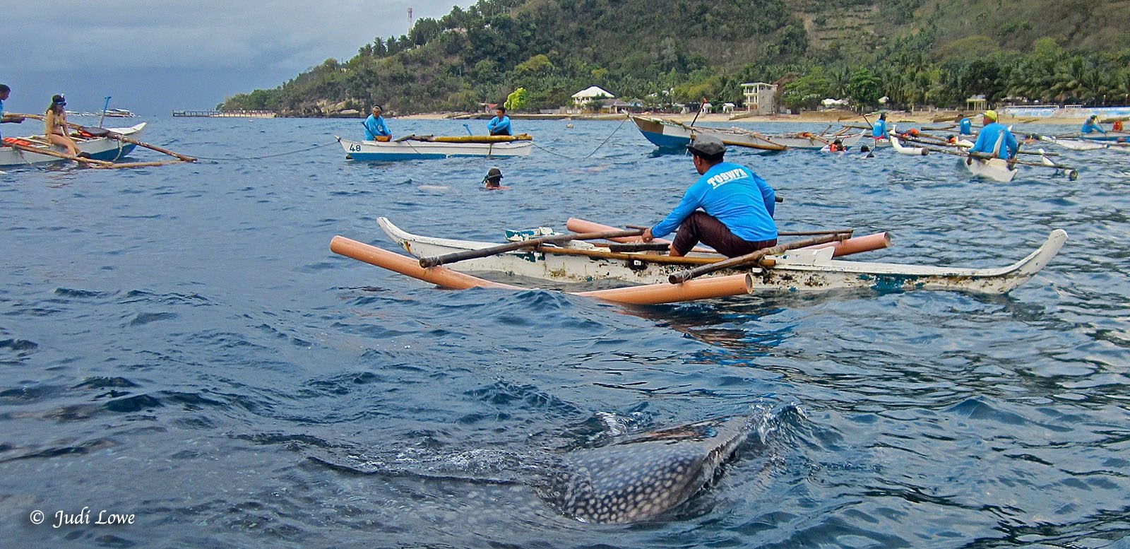 The Philippines – Oslob Whale Sharks